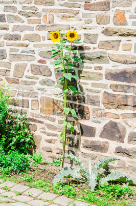 Schöne Sonnenblumen