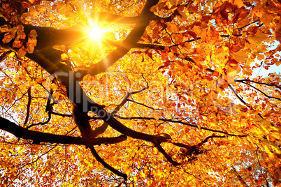Sun shining in the golden autumn