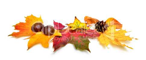 Autumn leaves and chestnuts on white