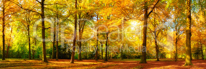 Herbst Wald Panorama im goldenen Sonnenschein