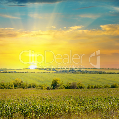 sunrise over the corn field