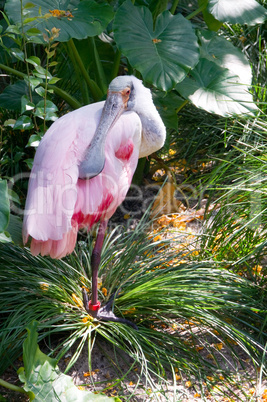 Roseate Spoonbill Rosalöffler Vogel