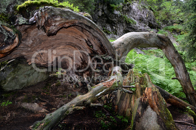 Alte Baumwurzel im Bergwald