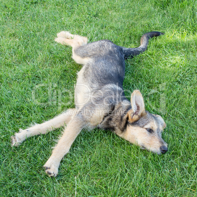 mixed breed dog