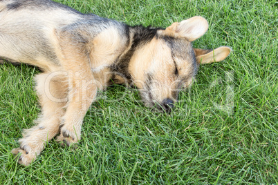 mixed breed dog