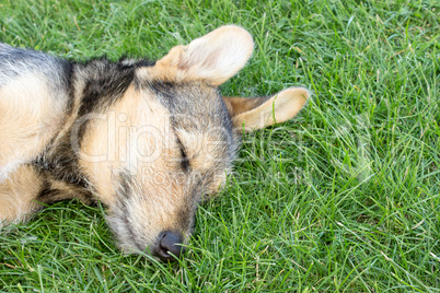 mixed breed dog