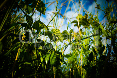 View from the grass