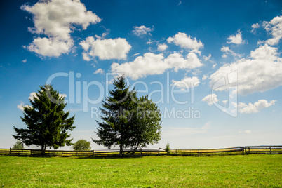 Trees in a summer cloudy day