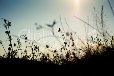 Grass silhouette in the sunset