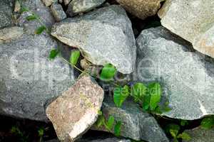 Leafs growing through rocks