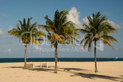 Palmen am Strand von Fort Lauderdale