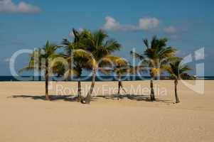 Palmen am Strand von Fort Lauderdale