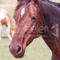 horse portrait