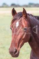 horse portrait