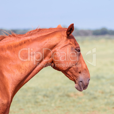 horse portrait