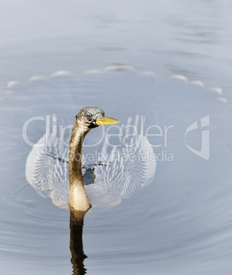 Anhinga Swimming