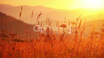 Mountain Grass at Dawn
