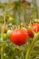 Tomato plant with fresh tomatoes