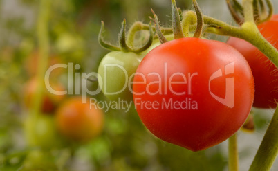 Organic tomatoes