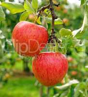 Two delicious red apples in the summer garden