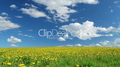 Glade of dandelions on springtime