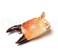 Cooked claw crab isolated on white background