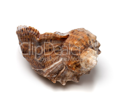 Shell from rapana venosa on white background.