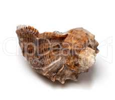 Shell from rapana venosa on white background.