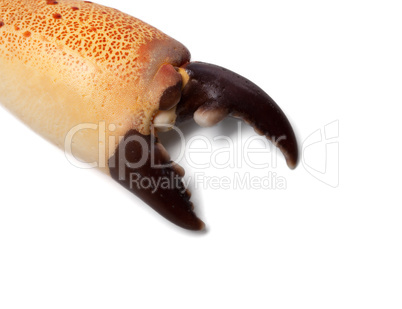 Boiled claw crab at corner with copy space