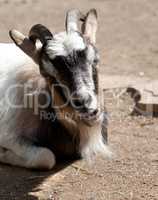 Goat in sun day