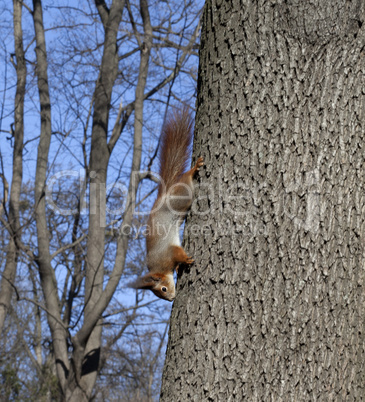 Red squirrels on tree