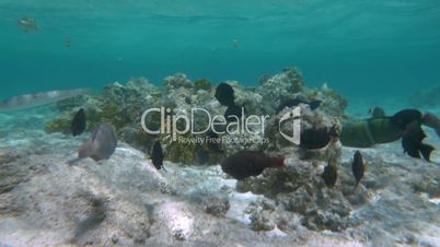 Multiple Habitants of Coral Reef