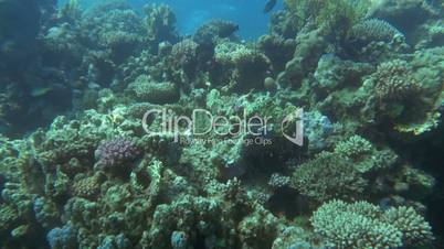 Underwater scenic view of fishes on coral reef