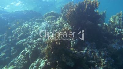 Coral Reef near the Water Surface