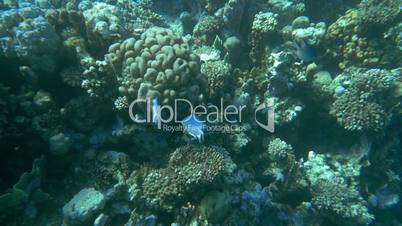 Coral Reef and Its Habitants