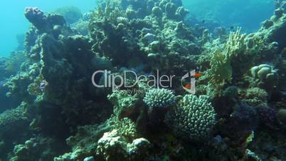Undersea life with coral reef and fish