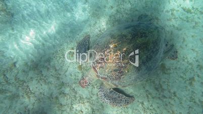 Big turtle searching food on sea floor