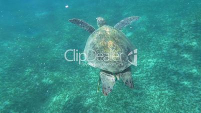Big sea turtle swimming in clear blue water