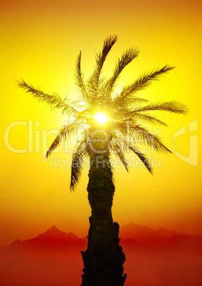 Palm in desert