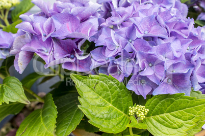 hydrangeas