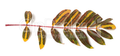 Multicolor rowan leaf on white background