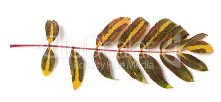 Multicolor rowan leaf on white background