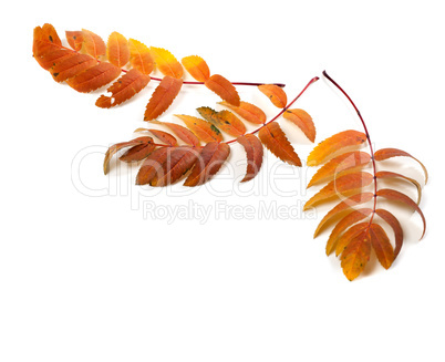 Three autumnal rowan leaves
