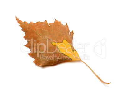 Autumn leaf of birch