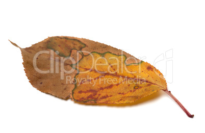 Multicolor autumn leaf on white background