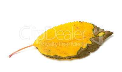 Dried yellowed autumn leaf