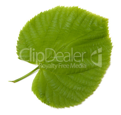 Green linden-tree leaf