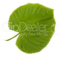 Green linden-tree leaf