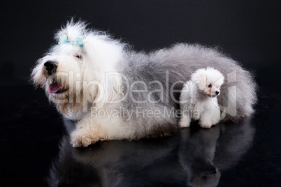 Fluffi Dogs