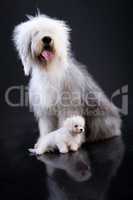 Two Fluffi Dogs